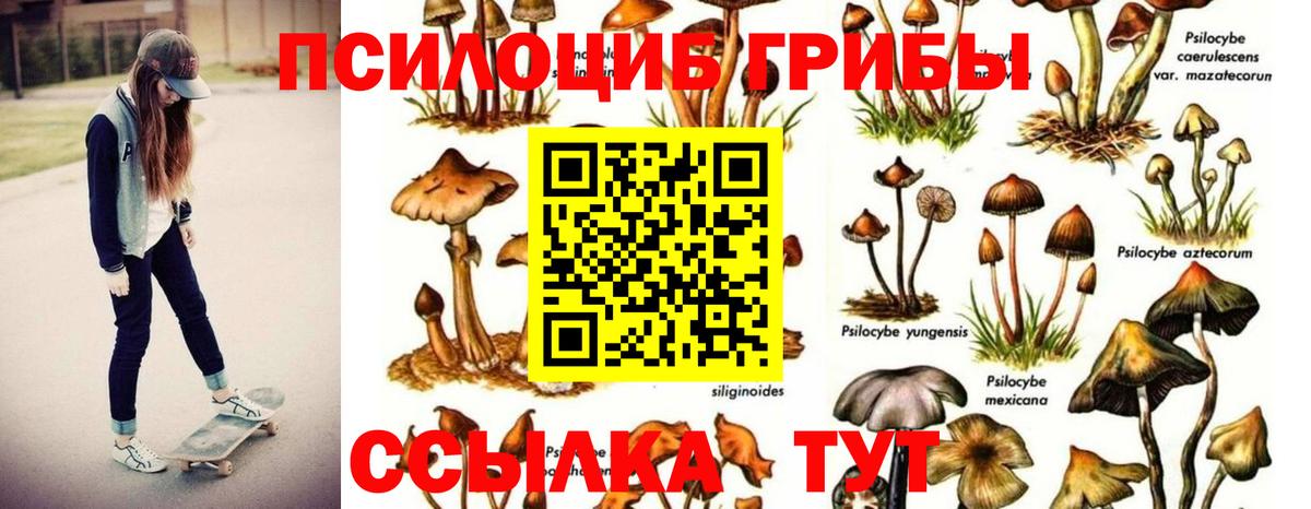 Псилоцибиновые грибы Psilocybe  Тобольск 